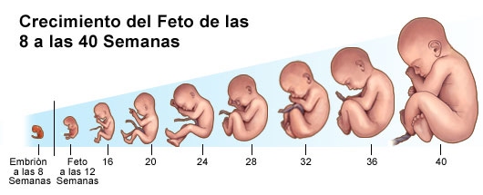 Crecimiento del feto
